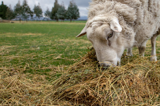 Merino ewe feeding on lucerne hay in a pasture, highlighting the importance of quality nutrition and feed management for profitable sheep farming.