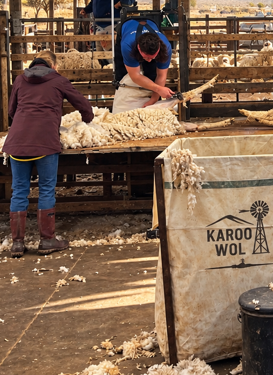 Sheep shearers working in a Karoo wool shed, preparing freshly shorn Merino fleeces for processing, highlighting quality wool production and profitable sheep farming in South Africa.