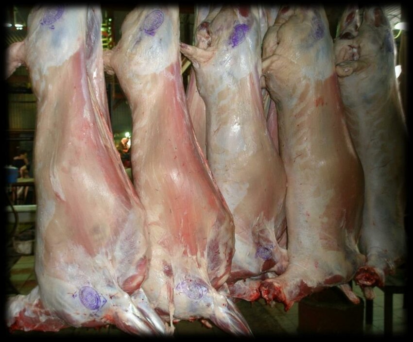 Sheep carcasses hanging in a South African abattoir, highlighting strong lamb meat prices and export demand supporting profitable sheep farming.